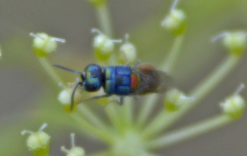 Chrysididae id.: Chrysis scutellaris